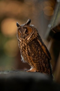 Long-eared Owl (Asio otus) captive, Germany