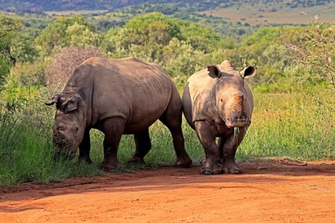 White rhino (Ceratotherium simum), white rhino, adult, two rhinos, foraging, dehorned, horn