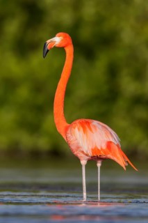 American flamingo (Phoenicopterus ruber) feeding in a lagoon in Cuba