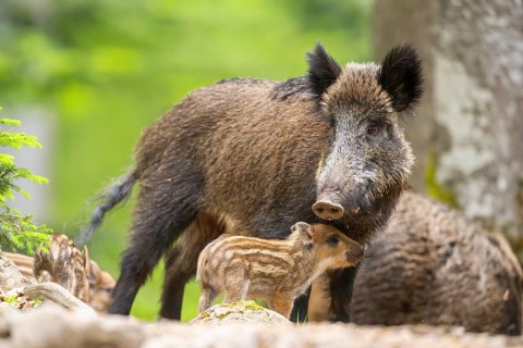 Wild boar (Sus scrofa) mother with her piglets (Squeaker) in a forest, Bavaria, Germany