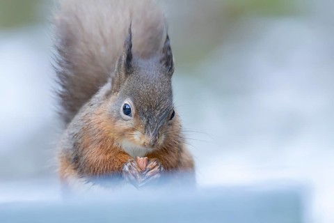 Red squirrel (Sciurus vulgaris) adult animal eating a nut in snow in winter, England, United