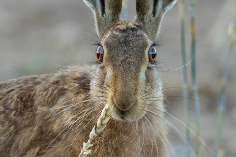 European brown hare (Lepus europaeus) adult animal feeding on a wheat sheath in a farmland field in