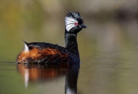 White-tufted Grebe (Rollandia rolland) swimming in a small lake in Chile