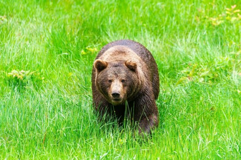 Eurasian brown bear (Ursus arctos arctos) walking on a meadow, Bavarian Forest, Bavaria, Germany