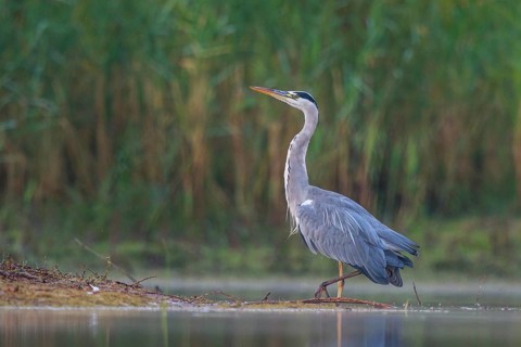Grey Heron (Ardea cinerea) foraging, North Rhine-Westphalia, Germany