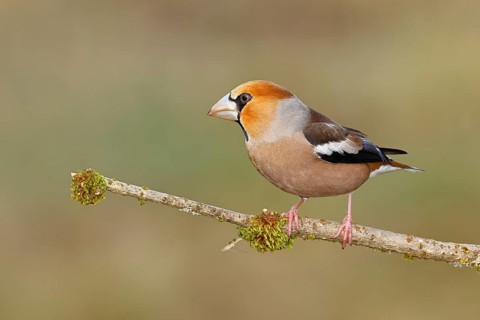 Hawfinch (Coccothraustes coccothraustes), male, sitting on a branch overgrown with moss, North