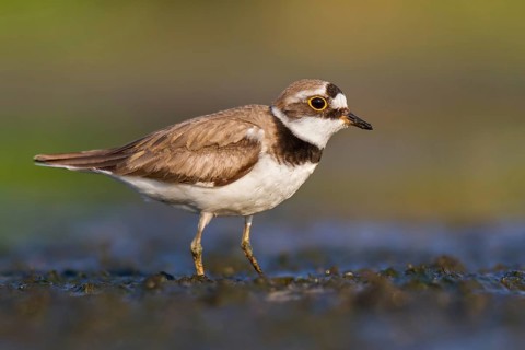 Little Ringed Plover (Charadrius dubius) foraging in the mud, Poland