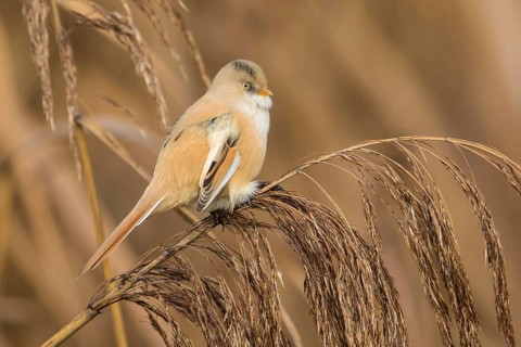 Bearded Reedling (Panurus biarmicus) female perched on a reed stalk, Baden-Wuerttemberg, Germany