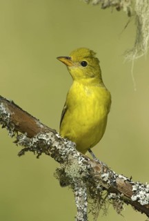 Western Tanager (Piranga ludoviciana) male, Texas, USA