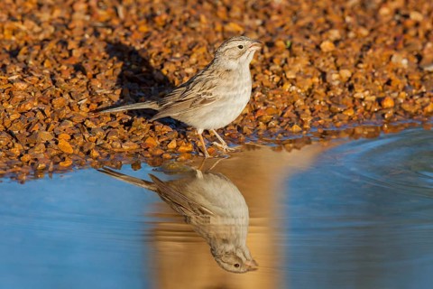 Brewer's Sparrow Spizella breweri Amado, Santa Cruz County, Arizona, United States 16 April Adult