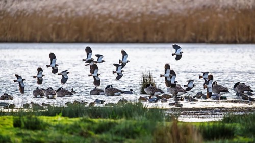 Northern Lapwing, Vanellus vanellus, birds in flight over marshes