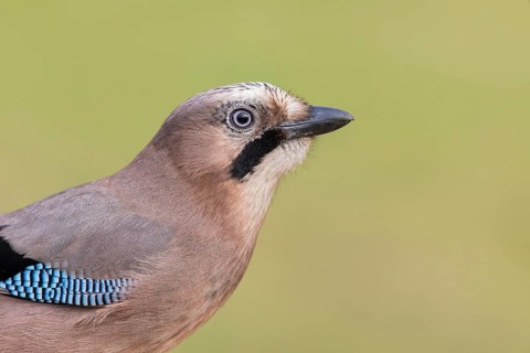 Eurasian Jay (Garrulus glandarius), Poland