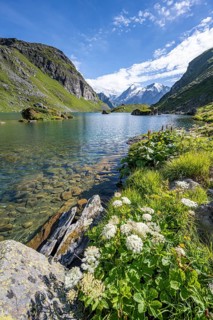 Flowers on the shore, mountain lake with view of mountain peaks, Lac du Louvie with summit Grand