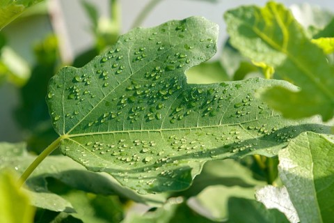 Guttation, Common fig (Ficus carica 'Klosterfeige'),  Germany