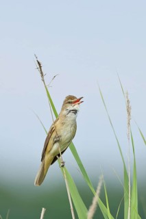 Reed Warbler (Acrocephalus arundinaceus) with open beak, singing, twittering, sitting on a reed in