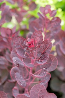 Red wig shrub (Cotinus coggygria 'Lilla'), BS Sämann, Germany