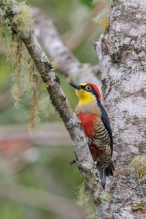Yellow-fronted Woodpecker (Melanerpes flavifrons) perched on a branch in the Atlantic rainforest of