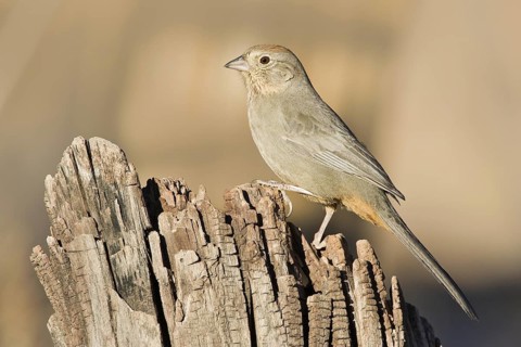 Canyon Towhee (Melozone fusca), Arizona, USA
