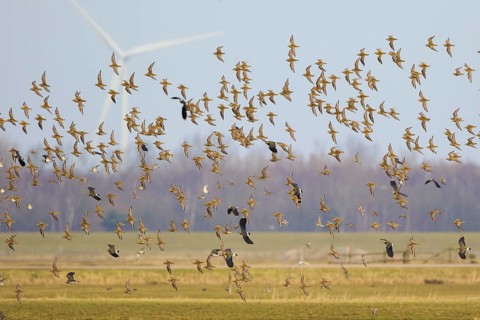 Golden Plover & Northern Lapwing (Pluvalis apricaria & Vanellus vanellus) flock flying, Netherlands