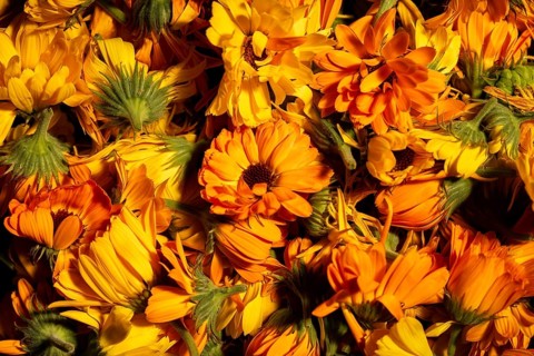 A vibrant collection of orange and yellow marigold flowers in full bloom. The vivid colors and