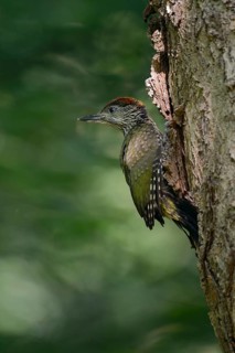 European Green Woodpecker (Picus viridis) juvenile climbing tree trunk, North Rhine-Westphalia,