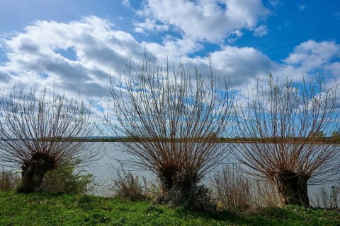Bare trees, willows, in front of a large lake under a cloudy, blue sky, Altmühlsee, Muhr am See,