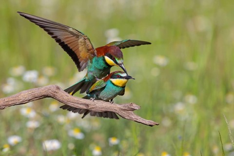 Bee-eater, (Merops apiaster), copula, mating, Tiszaalpár, Kiskunsági National Park, Bács-Kiskun,