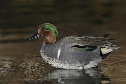 Green-winged Teal (Anas carolinensis) male, Arizona, USA