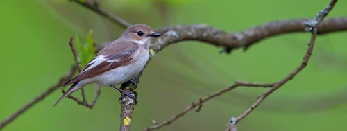 Animals, birds, songbirds, pied flycatcher, (Ficedula hypoleuca), biotope, habitat, perch,
