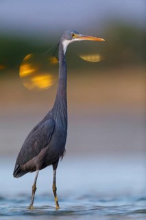 Great Egret, (Egretta gularis), foraging, Raysut, Salalah, Dhofar, Oman