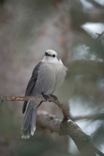 Grey Jay (Perisoreus canadensis) perched on a branch, Wyoming, USA