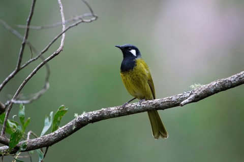 White-eared Honeyeater (Nesoptilotis leucotis) perched on a branch, Victoria, Australia