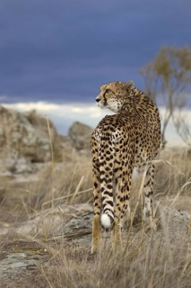 Cheetah (Acinonyx jubatus) female standing on a rock below dark clouds, Castile-La Mancha, Spain