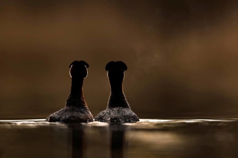 Red-necked Grebe (Podiceps grisegena) pair displaying, Mecklenburg-Western Pomerania, Germany
