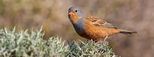 Grey Oriolan, Rusty Bunting, Bunting family, (Emberiza caesia), songbird Lesbos Island, Lesbos,