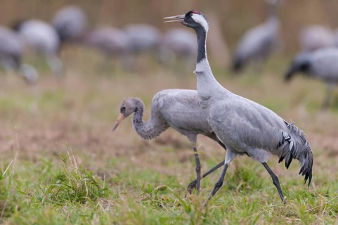 Common Crane (Grus grus) juvenile, Mecklenburg-Western Pomerania