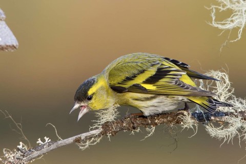 Eurasian Siskin (Spinus spinus) male, St. Gallen, Switzerland