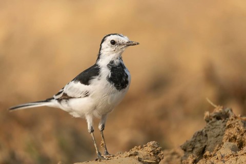 A white wagtail (Motacilla alba) stands on the ground against a blurred background, Sreepur,