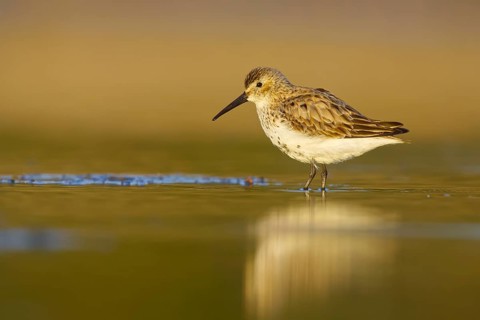 Dunlin (Calidris alpina) foraging, North Rhine-Westphalia, Germany