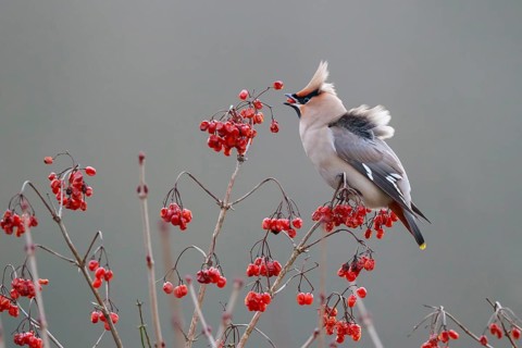 Bohemian Waxwing (Bombycilla garrulus), North Rhine-Westphalia, Germany