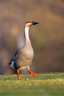 Swan goose, (Anser cygnoides), field goose, duck family, Europe, Luisenpark, Mannheim,