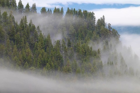 Foggy weather in the mountains, Alvdal Vestfjell, Hedmark, Innlandet, Norway, November 2025