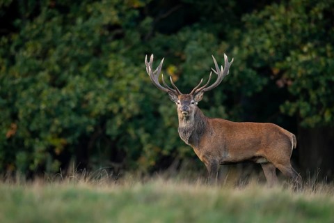 Red deer (Cervus elaphus) with heavy antlers in rut, Klamptenborg, Copenhagen, Denmark