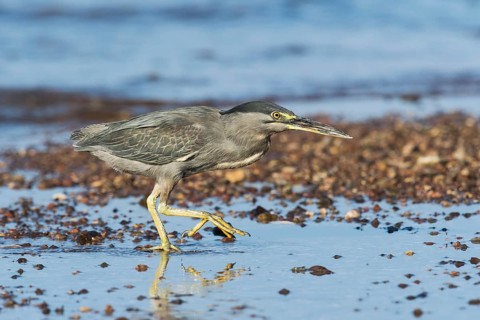 Striated Heron (Butorides striata) hunting, Eilat, Israel