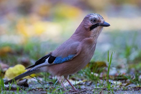 Eurasian Jay (Garrulus glandarius) perched on the ground, Bavaria, Germany