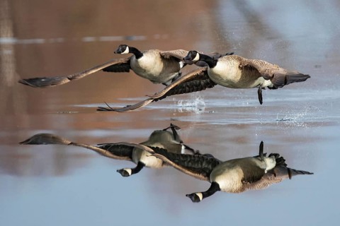 Canada Goose (Branta canadensis) flying, Baden-Wuerttemberg, Germany