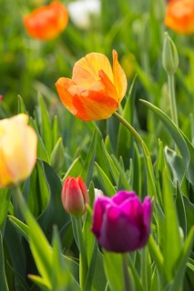 Colourful blooming tulips (tulpia) in a field for self-cutting flowers in Katzenberg, Nossen,