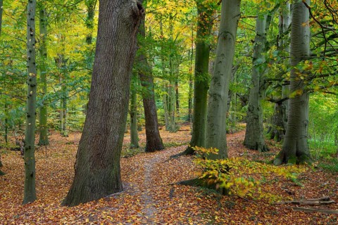 Wald an der Hunte bei Barneführer Holz in autumn, Barneführer Holz, Hatten, Lower Saxony, Germany