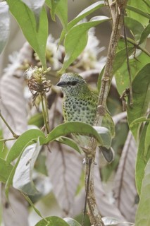 Spotted Tanager (Tangara punctata), Ecuador