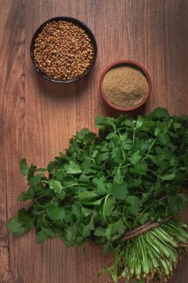 A bunch of fresh cilantro, coriander seeds and powder bowls, close-up, top view, no people, food